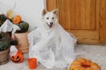 Scary cute dog ghost with Jack o lantern at front of house with spooky halloween decorations on porch. Adorable white puppy Royalty Free Stock Photo