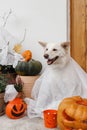Scary cute dog ghost with Jack o lantern at front of house with spooky halloween decorations on porch. Adorable white puppy