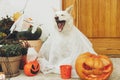 Scary cute dog ghost with Jack o lantern at front of house with spooky halloween decorations on porch. Adorable white puppy