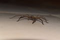 Scary and dangerous spider laying on the floor and looking at the camera lens. Nightmare of many people. Royalty Free Stock Photo