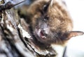 Scary Evening Bat showing sharp canine teeth like vampire fangs Royalty Free Stock Photo