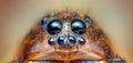 Scary eyes of Ground wolf spider, Trochosa terricola, close up macro photo