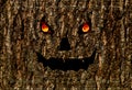 Scary face burning eyes, halloween background lantern jack on bark Royalty Free Stock Photo