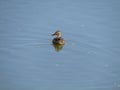 A scary female duck swims