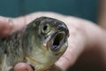 Scary fish with a crooked mouth in the hand of the fisherman