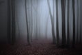 Scary fogy forest Royalty Free Stock Photo
