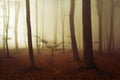 Scary fogy forest Royalty Free Stock Photo
