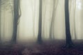 Scary fogy forest Royalty Free Stock Photo