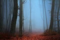 Scary fogy forest Royalty Free Stock Photo