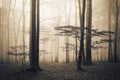 Scary fogy forest Royalty Free Stock Photo