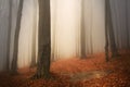 Scary fogy forest Royalty Free Stock Photo