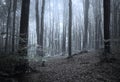 Scary fogy forest Royalty Free Stock Photo
