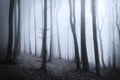 Scary fogy forest Royalty Free Stock Photo
