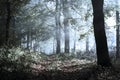 Scary fogy forest Royalty Free Stock Photo