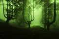 Scary forest with green fog