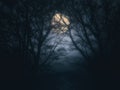 Scary forest at night with full moon Royalty Free Stock Photo