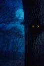 Scary forest with a pair of scary eyes looking out of a tree hollow. Royalty Free Stock Photo