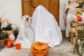 Scary ghost and cute dog with Jack o lantern at front of house with spooky halloween decorations on porch. Trick or treat! Person Royalty Free Stock Photo