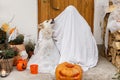Scary ghost and cute dog with Jack o lantern at front of house with spooky halloween decorations on porch. Trick or treat! Person Royalty Free Stock Photo