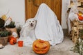 Scary ghost and cute dog with Jack o lantern at front of house with spooky halloween decorations on porch. Trick or treat! Person