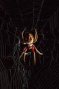 Scary Golden Orb-Weaver Spider In The Middle Of Spider Web On Bl