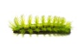 Scary Green Caterpillar Royalty Free Stock Photo