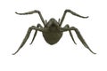 Scary green giant monster spider fantasy creature. 3D rendering isolated on white background