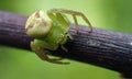 Scary beautiful green spider ready to attack Royalty Free Stock Photo