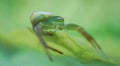 Scary beautiful green spider ready to attack Royalty Free Stock Photo