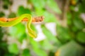 Scary green venomous pit viper is crawling on the branch. Green pit viper snake Trimeresurus also known as Asian palm pit vipers Royalty Free Stock Photo