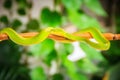 Scary green venomous pit viper is crawling on the branch. Green pit viper snake Trimeresurus also known as Asian palm pit vipers Royalty Free Stock Photo