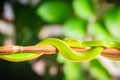 Scary green venomous pit viper is crawling on the branch. Green pit viper snake Trimeresurus also known as Asian palm pit vipers Royalty Free Stock Photo