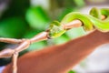 Scary green venomous pit viper is crawling on the branch. Green pit viper snake Trimeresurus also known as Asian palm pit vipers Royalty Free Stock Photo