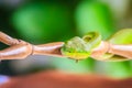 Scary green venomous pit viper is crawling on the branch. Green pit viper snake Trimeresurus also known as Asian palm pit vipers Royalty Free Stock Photo