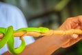 Scary green venomous pit viper is crawling on the branch. Green pit viper snake Trimeresurus also known as Asian palm pit vipers Royalty Free Stock Photo