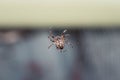 Scary hairy spider spinning its web