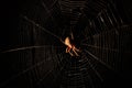 Scary hairy spider in web at night Royalty Free Stock Photo