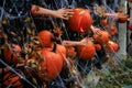 Scary Halloween decorations on the fence. Poland Royalty Free Stock Photo