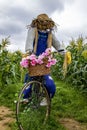 Halloween scarecrow on a bicycle in a Dorset field in England. Royalty Free Stock Photo