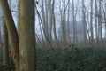 Scary house in forest through mist and fog with ghostly trees feeling lost Royalty Free Stock Photo