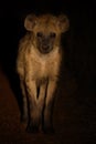 Scary hyena approach out of darkness to scavenge food