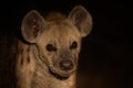 Scary hyena approach out of darkness to scavenge food Royalty Free Stock Photo