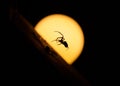 Scary jumping spider in front of the moon at night Royalty Free Stock Photo