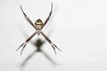 Scary live macro Argiope Keyserlingi spider making his net for hunting food during night life