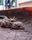 Scary Lizard macro shot focus Royalty Free Stock Photo