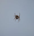 Scary looking big spider on a cobweb in a croatian forest on the island of brac, striped hairy legs with orange colors