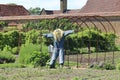 A scary looking scarecrow with long hair and dressed in blue dungarees in the kitchen garden of an old English country manor house Royalty Free Stock Photo