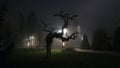 Scary looking tree foggy night