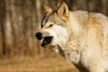 Scary looking yawning wolf in Yamnuska sanctuary, Canada, low content wolf, wolfdog Royalty Free Stock Photo