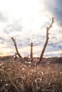 Abstract tree and branches portrait with bright sunlight rays